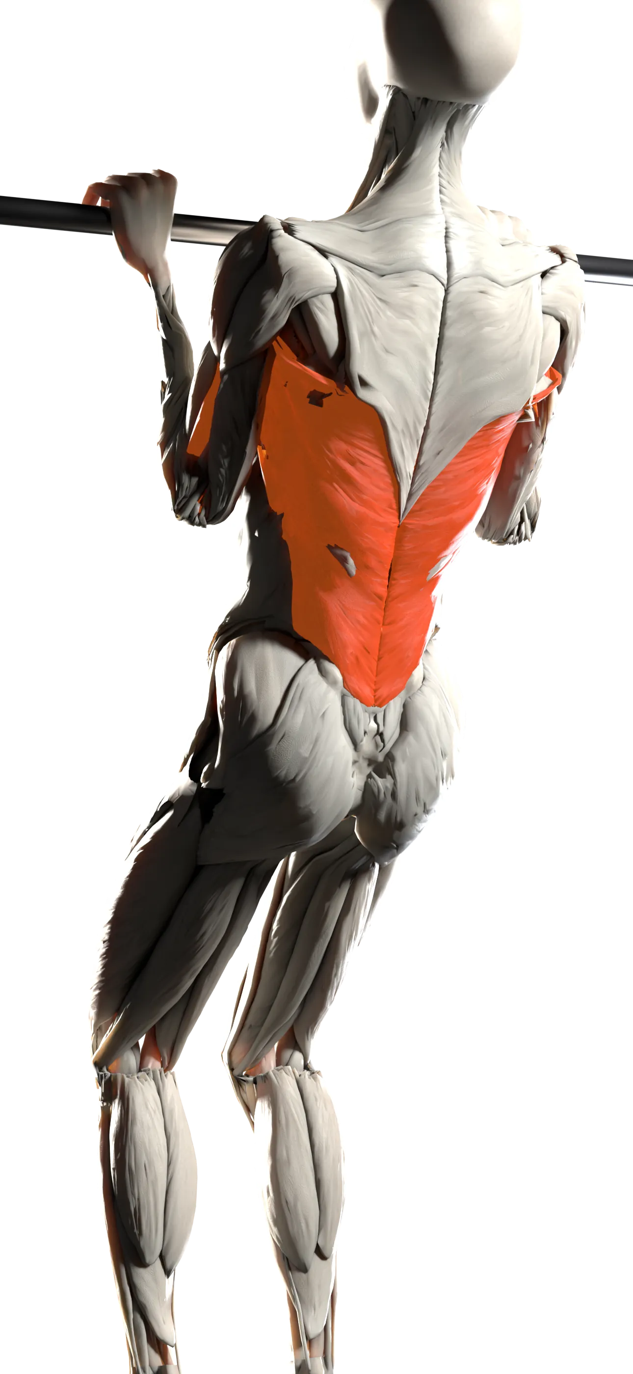 A back view of a 3D anatomical body doing a pull-up, the latissimus muscles glowing orange
